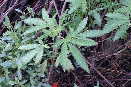 毒品原植物有哪些