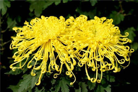 梅兰竹菊代表的季节