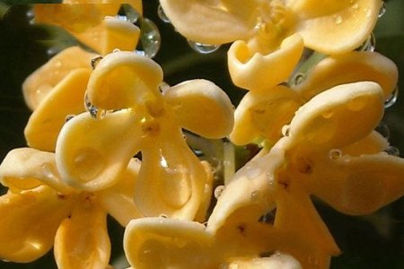 怎么种植桂花树，怎么繁殖