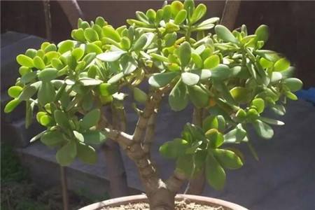 玉树养几年开花,怎么种植才开花