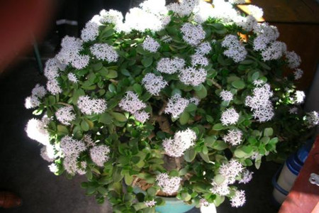 玉树养几年开花，怎么种植才开花