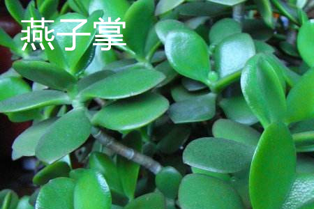玉树和燕子掌哪个有毒，有什么区别