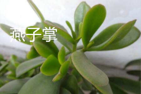 玉树和燕子掌哪个有毒，有什么区别