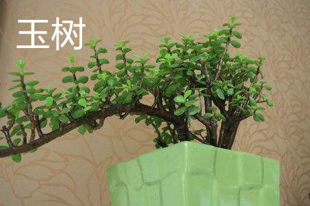 玉树和燕子掌哪个有毒，有什么区别