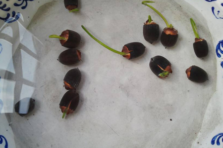 怎么养荷花，繁殖办法是啥