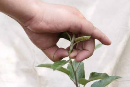 怎么给植物摘心，应该要注意什么