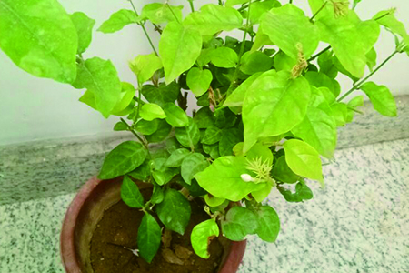 过期牛奶可以浇花吗，还有哪些浇花方式