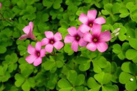 酢浆草怎么过冬，冬天开花吗