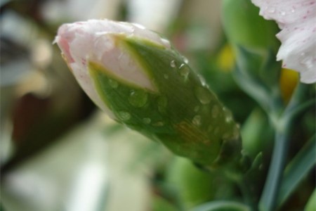 怎么养康乃馨，有什么养护技巧？