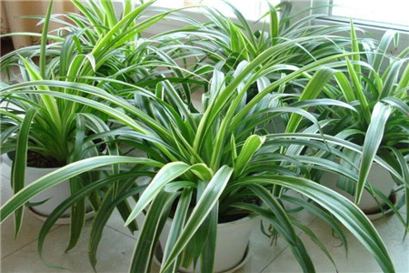 吊兰冬季怎么种植护,干尖黄叶解决办法?