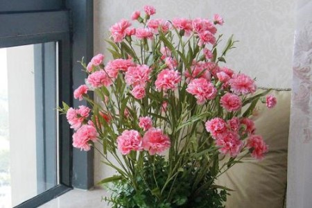 怎么养康乃馨，有什么养护技巧？