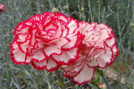 康乃馨的花语是啥，适合送什么人？