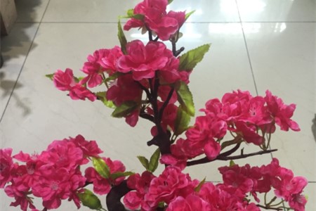 桃花怎么养，怎么才能让它长得更繁茂？