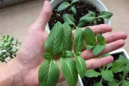 桃花怎么养，怎么才能让它长得更繁茂？