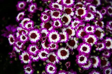 观叶菊的养殖办法，什么时间施肥