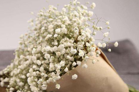 满天星花语，有什么传说