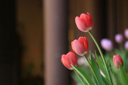 看病人送什么花，要要注意什么