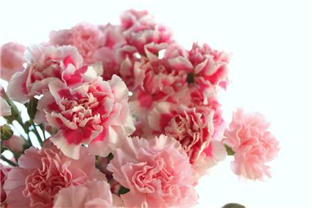 看病人送什么花，要要注意什么