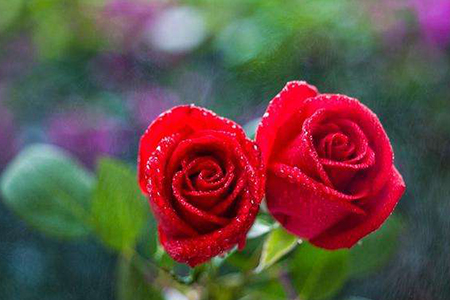 一朵玫瑰花代表什么，不同枝数代表什么