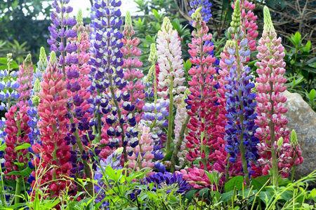 母亲节送什么花，有什么寓意