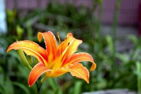 母亲节送什么花，有什么寓意