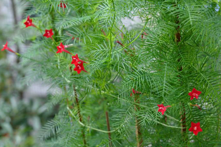 怎么种茑萝，花后怎么收种