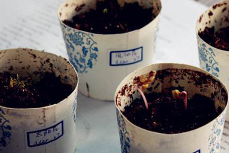 怎么种茑萝，花后怎么收种