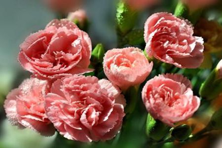 生日送什么花，有什么含义