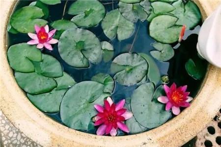睡莲怎么种植,怎么促使开花