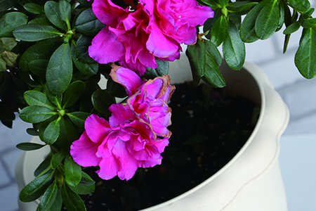 杜鹃怎么养，什么时候可以开花