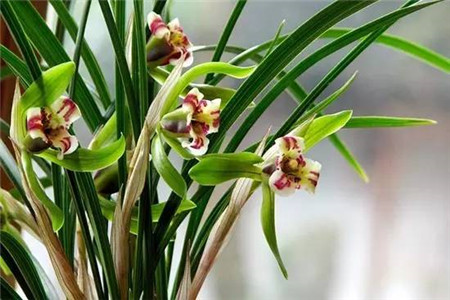 探病送什么花，有什么禁忌