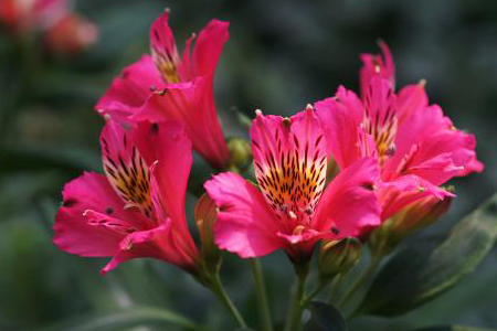 探病送什么花，有什么禁忌