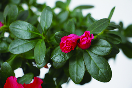 杜鹃怎么养，什么时候可以开花