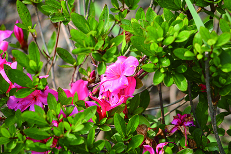 杜鹃怎么养，什么时候可以开花