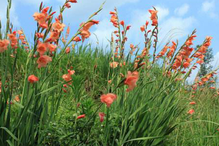 探病送什么花，有什么禁忌