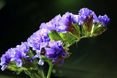 勿忘我花语，怎么制成干花保存