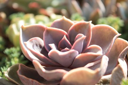 怎么预防多肉黑腐,怎么养殖长得好