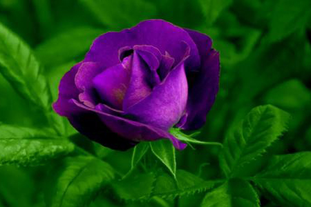 紫玫瑰花语，有什么传说