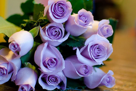 紫玫瑰花语，有什么传说