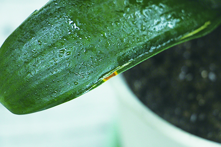 君子兰怎么种植，用什么土