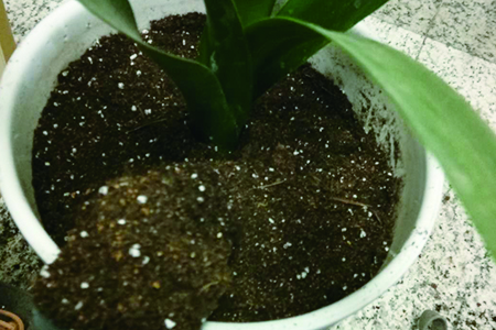 君子兰怎么种植，用什么土