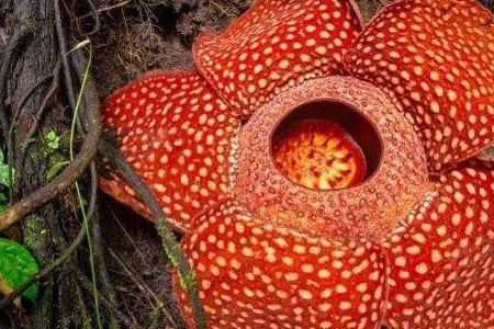 世界上最小的花是啥花，最大的花是啥花