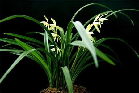 兰花花语，有什么传说