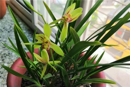 兰花花语，有什么传说