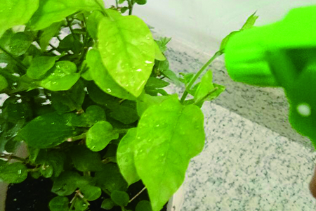 怎么种植茉莉，用什么土