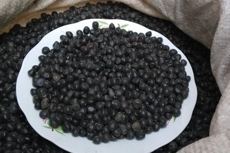 牡丹花的种植办法