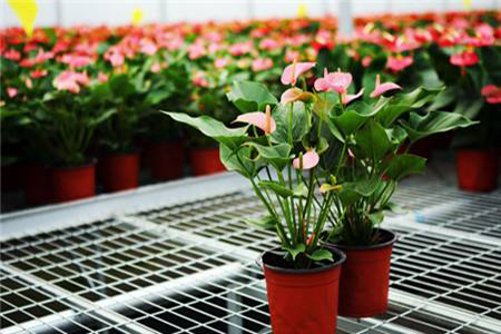 粉掌怎么种植,养护时该要注意什么?