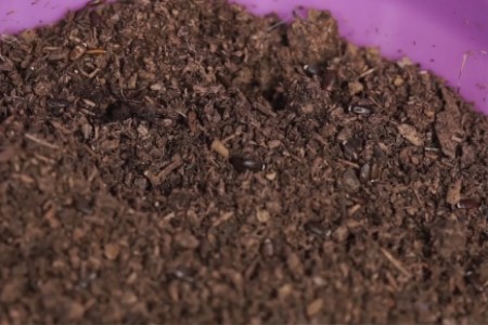 牡丹花的种植办法