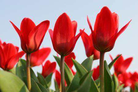 告诉师节给老师送什么花（附送各种花朵的含义）