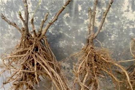 牡丹花的种植办法，什么办法不常用